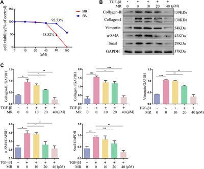 Anti-pulmonary fibrosis activity analysis of methyl rosmarinate obtained from Salvia castanea Diels f. tomentosa Stib. using a scalable process